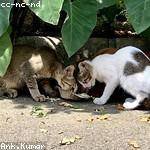 Rita Rice Profile Picture